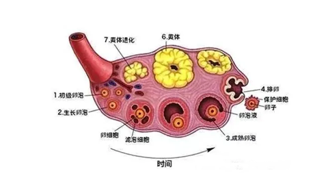 卵泡黄素化是什么意思？