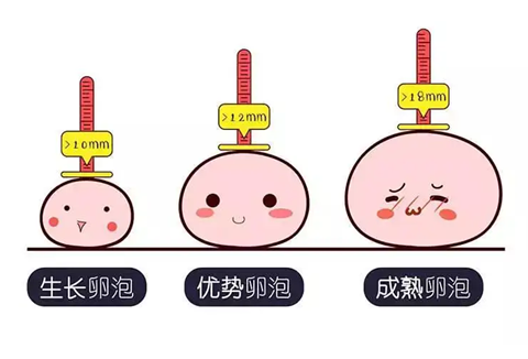 差一点的卵泡怎么调理呢？