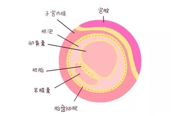 那么什么是卵黄囊?孕囊多大没卵黄囊放弃呢?