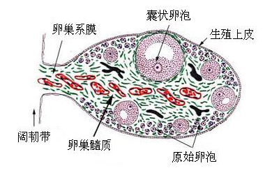 什么样的卵泡是优质卵泡？