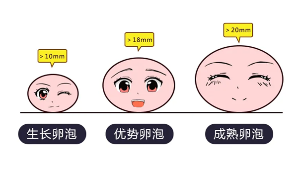 你的卵泡符合优势卵泡吗？