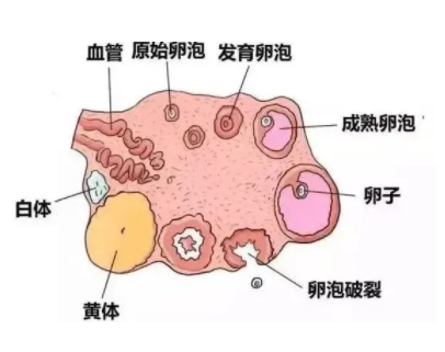 卵泡数量可以决定试管婴儿成功率吗？