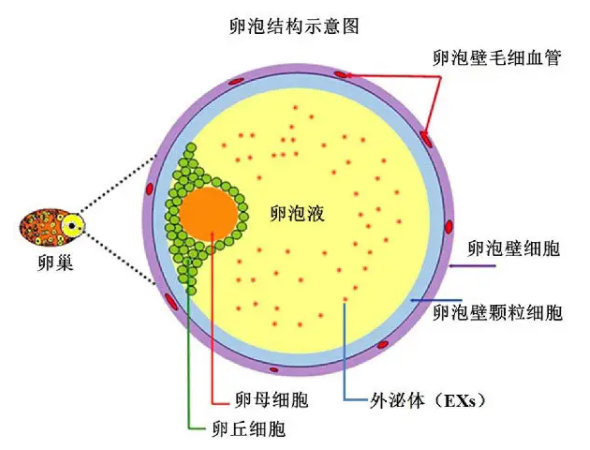 在治疗结束后一般能取几个卵泡用于试管体外胚胎培育呢?