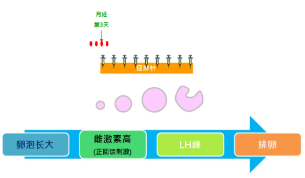 在治疗结束后一般能取几个卵泡用于试管体外胚胎培育呢?