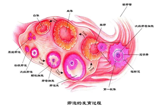 窦卵泡多少才正常呢?