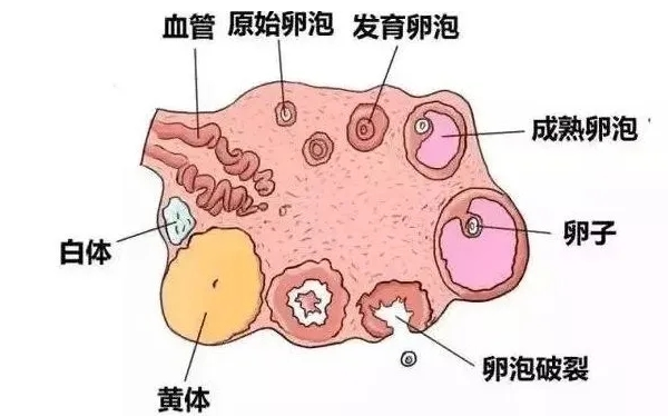 卵泡一直不成熟是什么原因导致的？