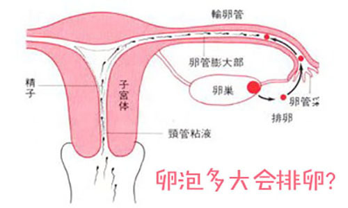 卵泡是怎么样发育成熟的？