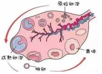 排卵监测的注意事项有哪些？